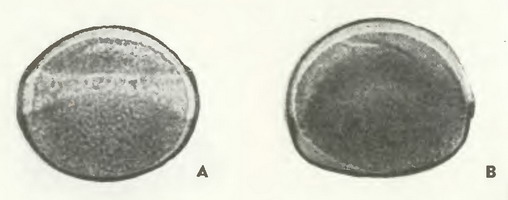 Лук репчатый (Allium cera L.) - пыльцевые зерна Лук репчатый (Allium cera L.) - пыльцевые зерна